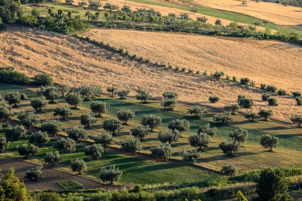 Panoramicznym Widokiem Gaje Oliwne Gospodarstw Wzgórzach Abruzzo — Zdjęcie stockowe