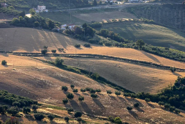 Vista Panorámica Olivares Granjas Colinas Abruzos Italia — Foto de Stock