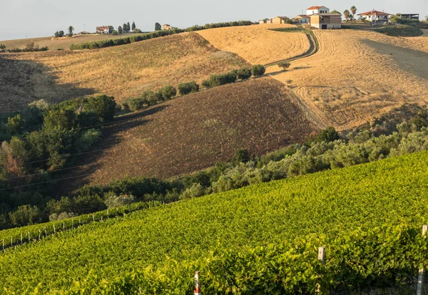 Vista Panorámica Olivares Viñedos Granjas Colinas Abruzos Italia —  Fotos de Stock