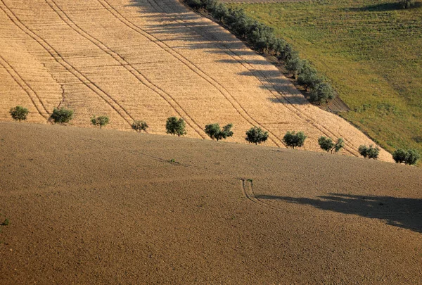 Olivenbäume Zwischen Wachsendem Getreide Auf Sanften Hügeln Der Abruzzen Italien — Stockfoto