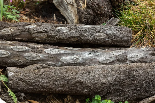 Ogród Tropikalny Monte Pałac Funchal Maderze Portugalia — Zdjęcie stockowe