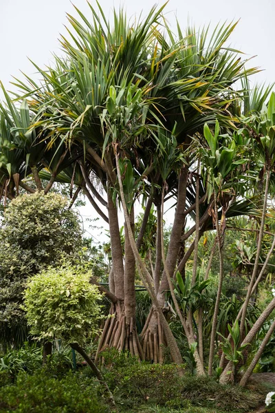 Giardino Tropicale Monte Palace Funchal Sull Isola Madeira Portogallo — Foto Stock