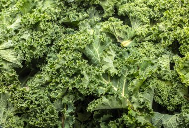 Sağlıklı taze kıvırcık lahana