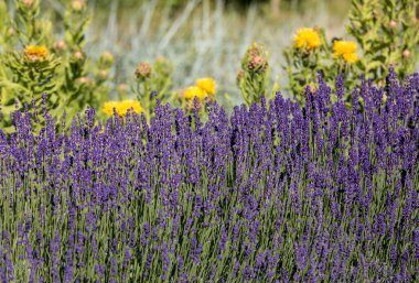 gelişen lavanta ve sarı yıldız-thistle çiçek