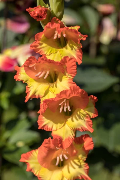 Head of  gladiolus flower in summer garden