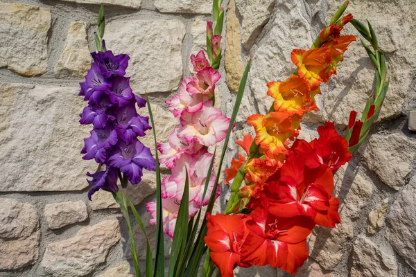 Head Gladiolus Flower Background Limestone Wall — Stock Photo, Image