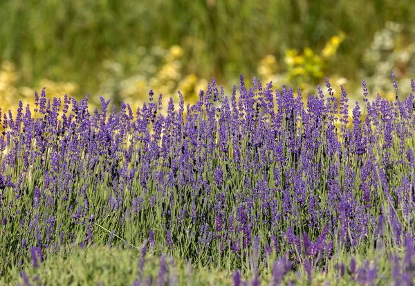 Fiorente Lavanda Origano Sullo Sfondo — Foto Stock