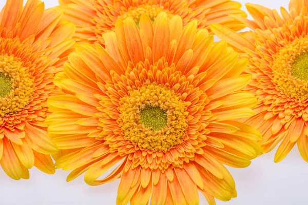 Decentní Oranžová Gerbera Květy Bílém Pozadí — Stock fotografie