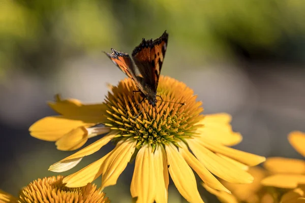 Painted Lady (Vanessa cardui), butterfly feeding on Black eyed Susan(Rudbeckia hirta), in garden