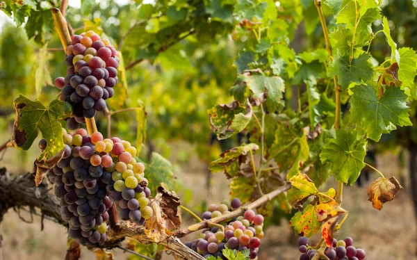 Grappes Raisins Rouges Mûrs Sur Vigne — Photo