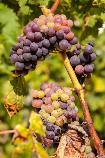 Dojrzałych Czerwonych Winogron Klastrów Winorośli — Zdjęcie stockowe