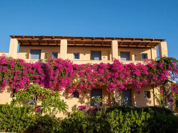 Malia Girit Adası Yunanistan Pembe Begonviller Tarafından Çerçeveli Evi — Stok fotoğraf