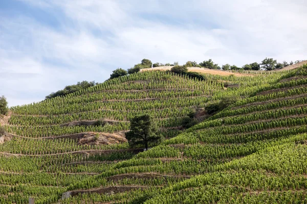 Vista Los Viñedos Chapoutier Crozes Hermitage Tain Hermitage Valle Del —  Fotos de Stock