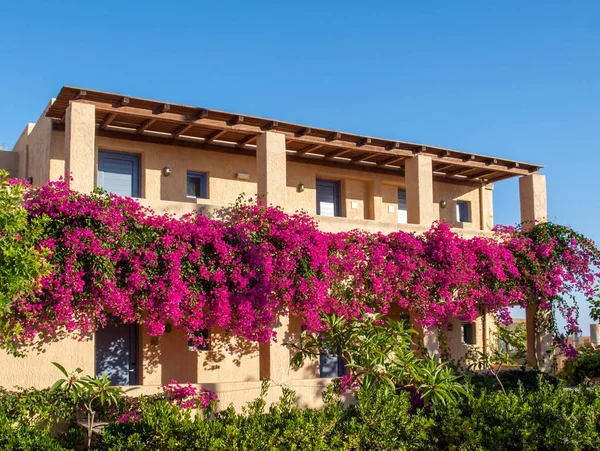 Maison Encadrée Par Bougainvilliers Roses Malia Sur Île Crète Grèce — Photo