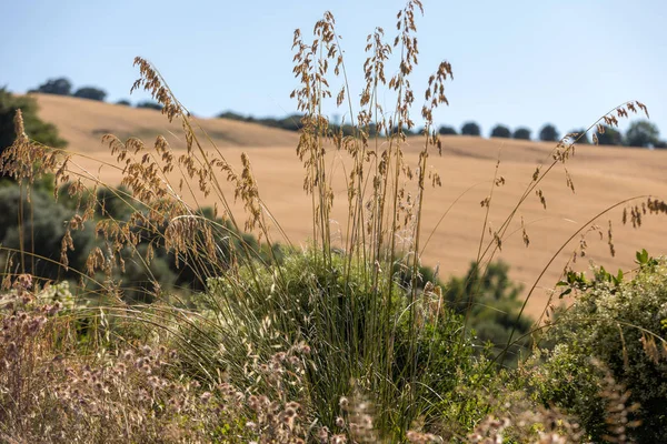 Weergave Van Graanvelden Wijngaarden Glooiende Heuvels Van Abruzzo Italië — Stockfoto