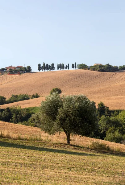 Panoramablick Auf Olivenhaine Und Felder Auf Sanften Hügeln Der Abruzzen — Stockfoto