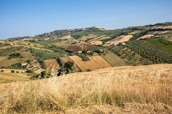 Panoramablick Auf Olivenhaine Und Bauernhöfe Auf Den Sanften Hügeln Der — Stockfoto