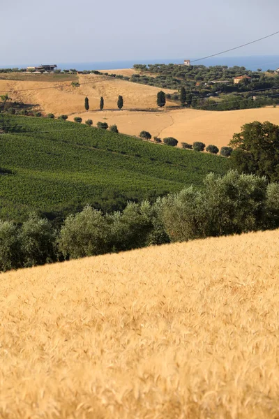 Panoramiczny Widok Gajami Oliwnymi Winnicami Gospodarstw Wzgórzach Abruzzo Włochy — Zdjęcie stockowe