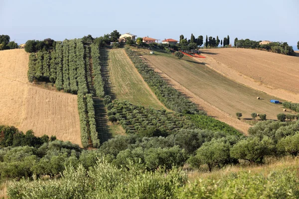 Abruzzo의 언덕에 올리브 나무와 농장의 — 스톡 사진