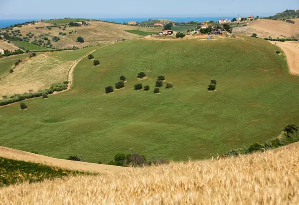 Πανοραμική Άποψη Ελαιώνων Και Αγροκτήματα Πάνω Πολυάριθμους Λόφους Του Abruzzo — Φωτογραφία Αρχείου