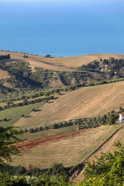 Panoramiczny Widok Gaje Oliwne Gospodarstw Rolnych Wzgórz Abruzji Tle Morza — Zdjęcie stockowe