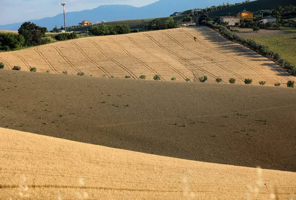 Olivenbäume Zwischen Wachsendem Getreide Auf Sanften Hügeln Der Abruzzen Italien — Stockfoto