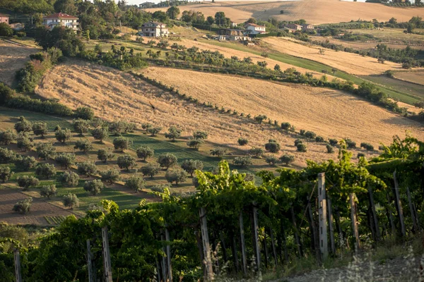 Abruzzo Tepelerinde Yükseltmelerdeki Panoramik Manzaralı Zeytinlik Üzüm Bağları Çiftlikleri Talya — Stok fotoğraf