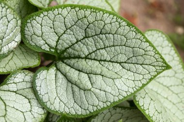 Heartleaf brunnera, Sibirya böceği parlatıcısı (Brunnera makrophylla 'Jack Frost') bahçede