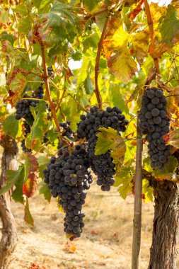 asma olgun kırmızı üzüm kümelerde