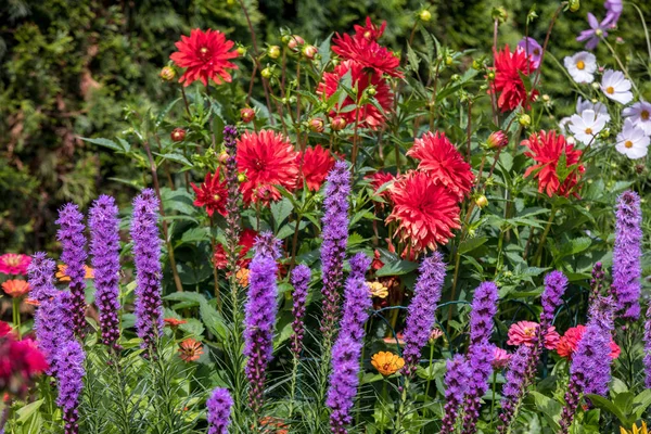 Liatris Spicata Virágok Nyári Kertben — Stock Fotó