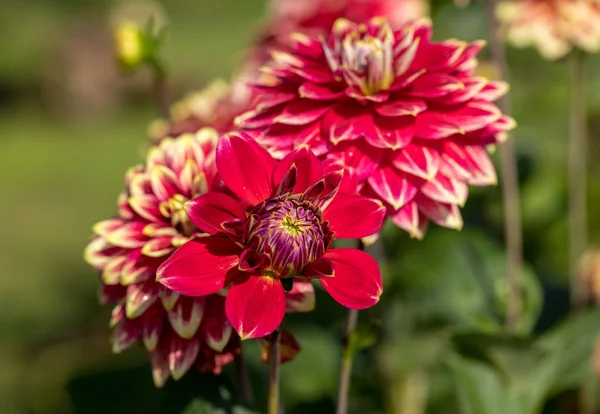 Közelkép Virágzó Vörös Dahlia Virág Kertben — Stock Fotó