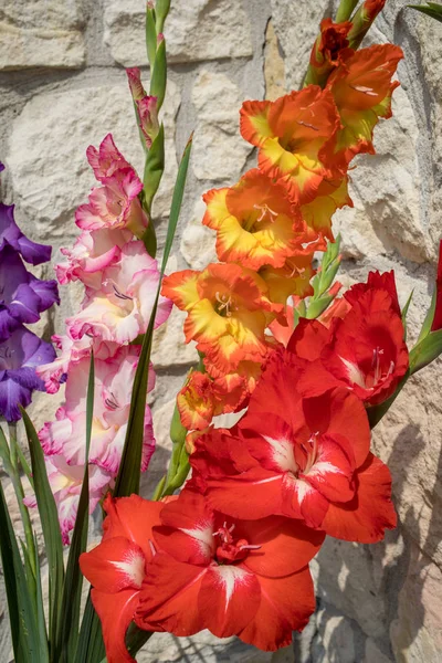 Vedoucí Květina Gladiola Pozadí Vápencové Stěny — Stock fotografie