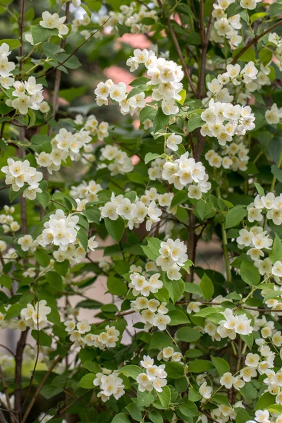 Beautiful Blossoming Branch Jasmine Garden — Stock Photo, Image