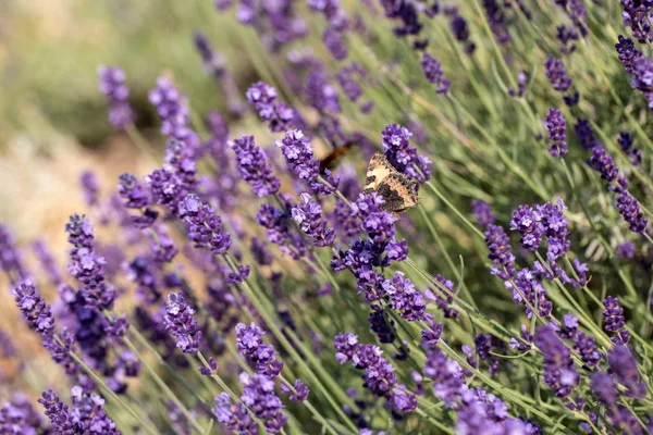 Flores Lavanda Florescendo Provence Perto Sault França — Fotografia de Stock