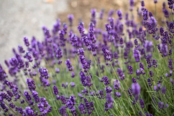 Blooming Lavender Flowers Provence Sault France — Stock Photo, Image