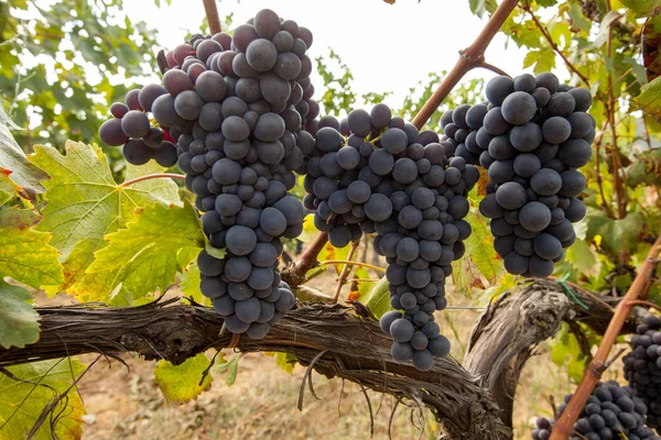 Anggur Merah Matang Cluster Pada Pokok Anggur — Stok Foto