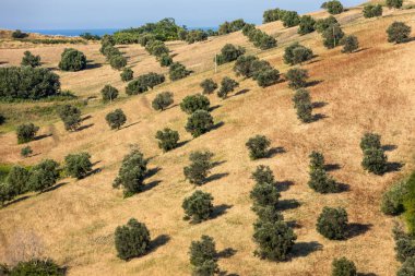  Abruzzo tepeler haddeleme Tarih zeytinlik görünümü. İtalya