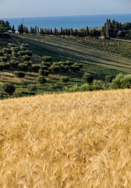 Adriyatik Denizi hills Abruzzo ve arka planda yükseltmelerdeki panoramik manzaralı Zeytinlik ve çiftlikleri. İtalya