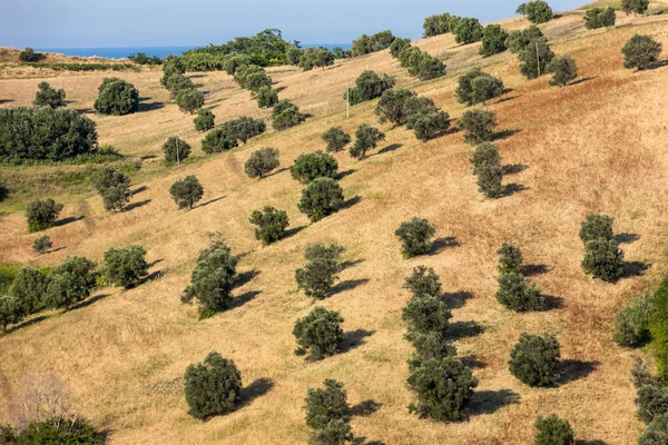 视图橄榄树林在连绵起伏的山丘上 意大利 — 图库照片