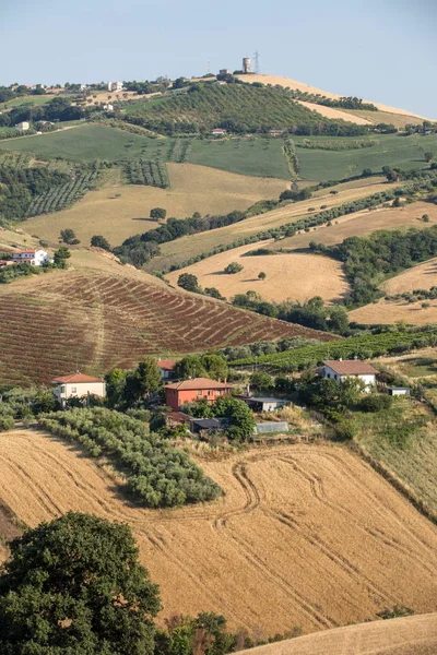 Panoramablick Auf Olivenhaine Und Bauernhöfe Auf Den Sanften Hügeln Der — Stockfoto