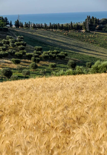 Adriyatik Denizi hills Abruzzo ve arka planda yükseltmelerdeki panoramik manzaralı Zeytinlik ve çiftlikleri. İtalya