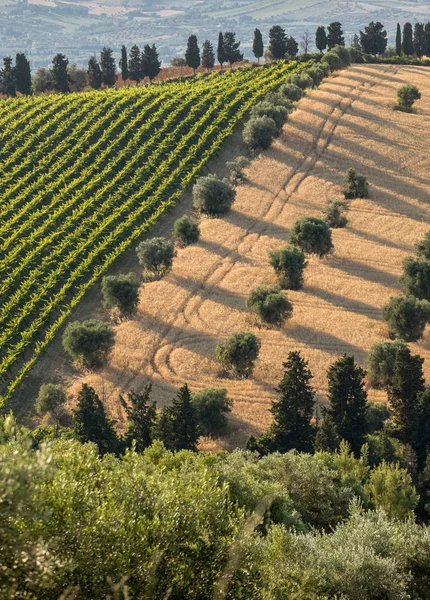 全景的橄榄树林 葡萄园和农场在连绵起伏的山上的阿布鲁佐 意大利 — 图库照片