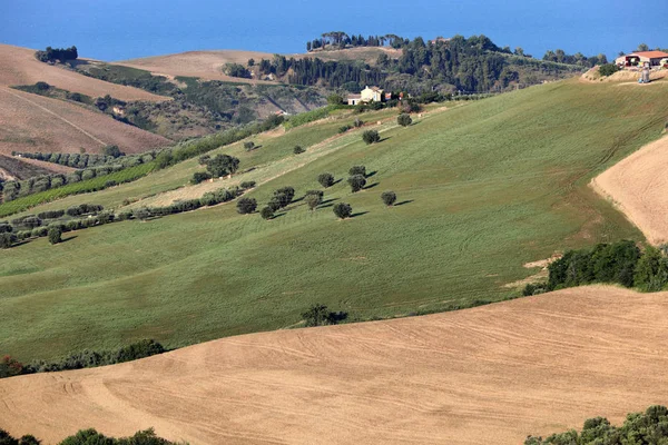 Panorámás Kilátás Nyílik Olajfaligetek Gazdaságok Dombok Abruzzo Háttérben Adriai Tengerre — Stock Fotó