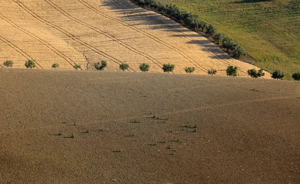 Azeitonas Entre Grãos Crescentes Colinas Abruzzo Itália — Fotografia de Stock