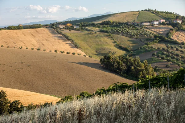 Abruzzo Tepelerinde Yükseltmelerdeki Panoramik Manzaralı Zeytinlik Üzüm Bağları Çiftlikleri Talya — Stok fotoğraf