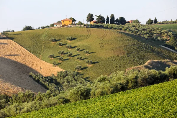 Panoramablick Auf Olivenhaine Weinberge Und Bauernhöfe Auf Sanften Hügeln Der — Stockfoto