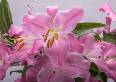 Pembe zambak çiçeklerine yakın çekim. Bu cinsteki türlerin yaygın isimleri arasında peri çiçeği zephyr zambak zambağı sihirli Atamasco zambağı ve yağmur zambağı bulunur..