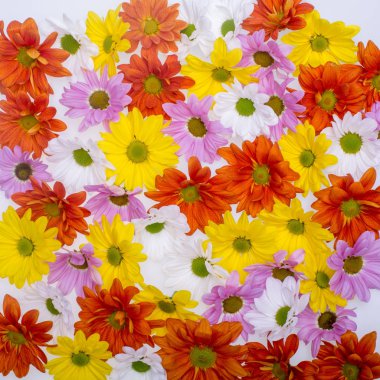 Arka plan resmi renkli papatya çiçek