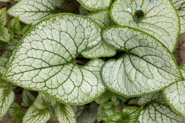 Heartleaf brunnera, Sibirya böceği parlatıcısı (Brunnera makrophylla 'Jack Frost') bahçede