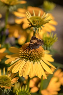 Boyalı Kadın (Vanessa Cardui), bahçede siyah gözlü Susan (Rudbeckia hirta) ile beslenen kelebek.